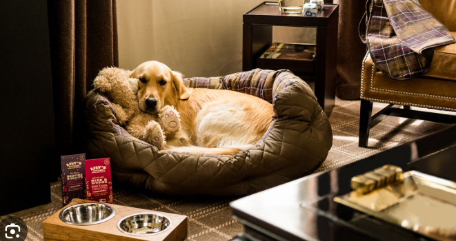 The Most Pet-Friendly Hotels