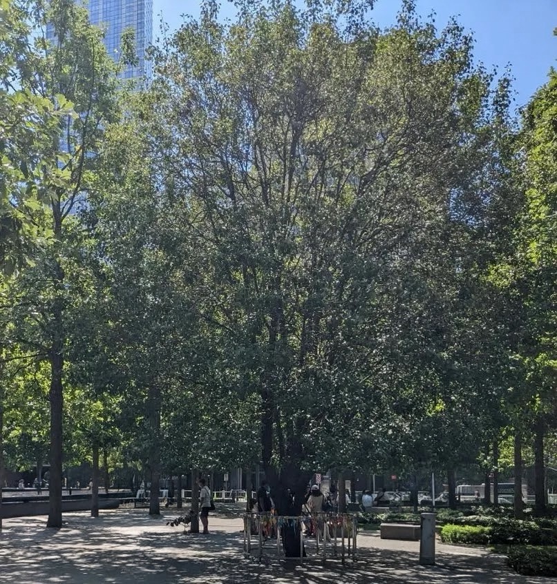 The Survivor Tree